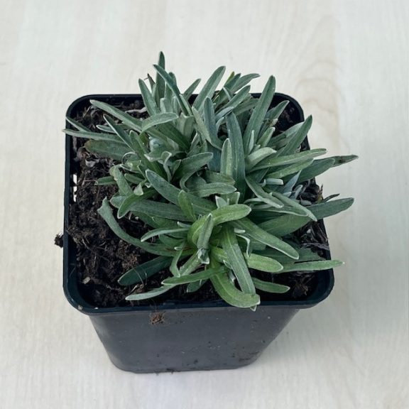 Leontopodium alpinum