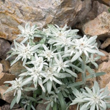 Leontopodium alpinum