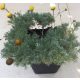 Leptinella (Cotula) hispida