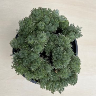 Leptinella (Cotula) hispida