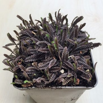 Leptinella Squalida 'Platt's Black'