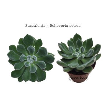 Downloadable image - Echeveria setosa