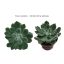 Downloadable image - Echeveria setosa