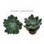 Downloadable image - Echeveria setosa