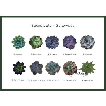 Downloadable image - Echeveria