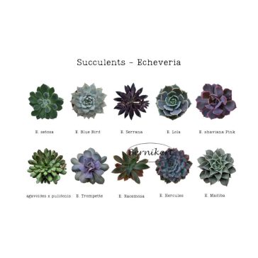 Downloadable image - Echeveria2.
