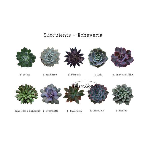 Downloadable image - Echeveria2.