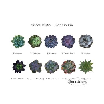 Downloadable image - Echeveria