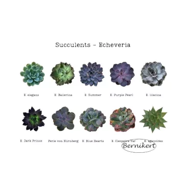Downloadable image - Echeveria