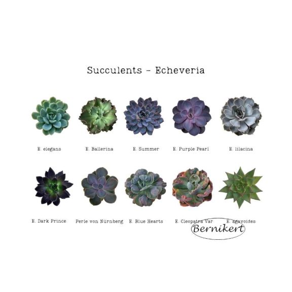 Downloadable image - Echeveria
