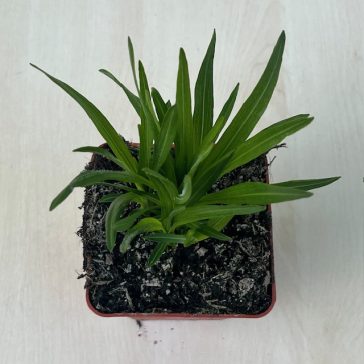 Liatris spicata 'Kobold'