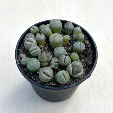 Lithops