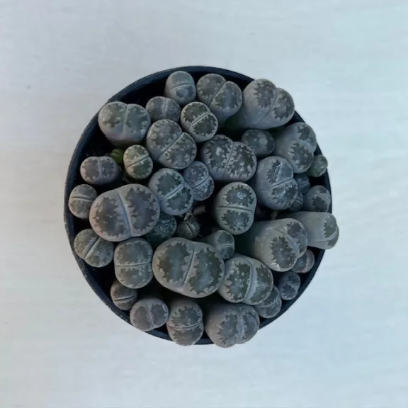 Lithops Lithops