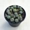 Lithops