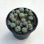 Lithops