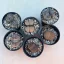 Lithops (1 pc)