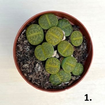 Lithops