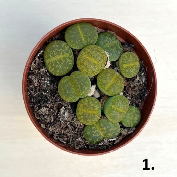 Lithops