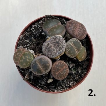 Lithops