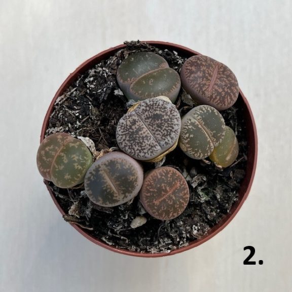 Lithops