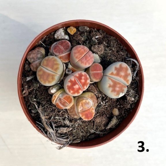 Lithops