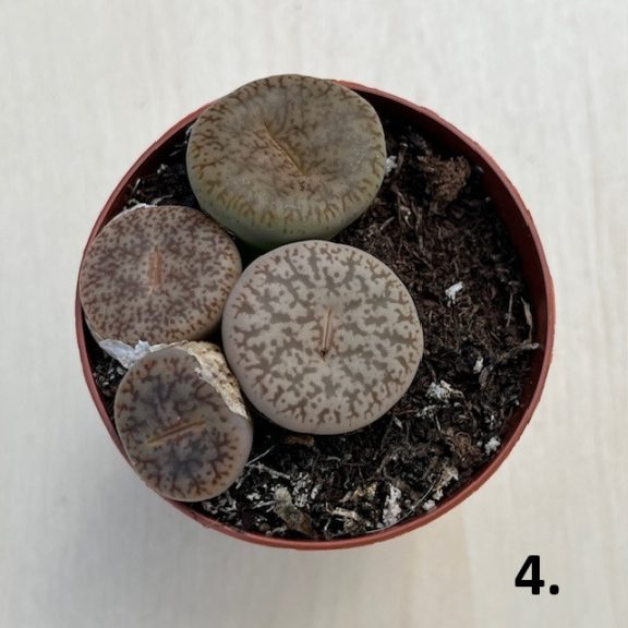 Lithops