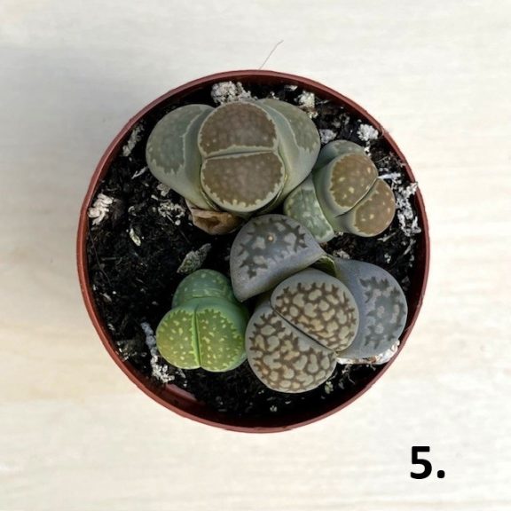 Lithops