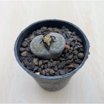 Lithops