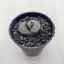 Lithops