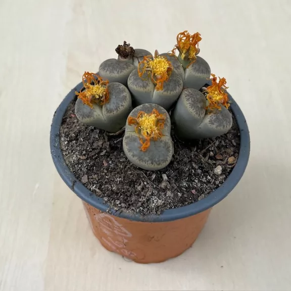 Lithops