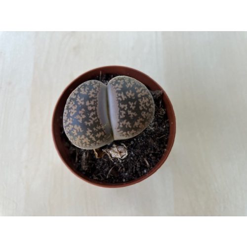 Lithops