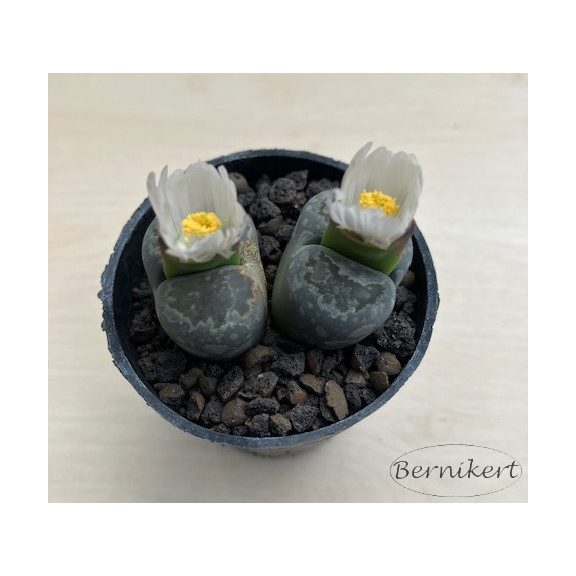 Lithops