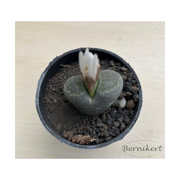 Lithops