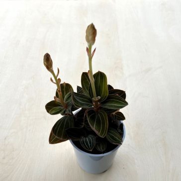 Ludisia discolor Extra