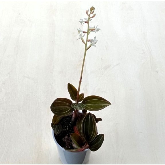 Ludisia discolor Extra