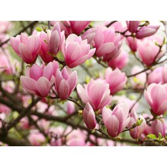 Magnolia ‘George Henry Kern’ 