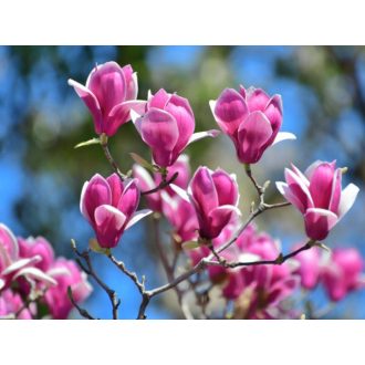 Magnólia - Magnolia liliflora 'Ricki'