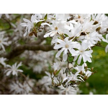 Magnolia stellata ‘Waterlily’