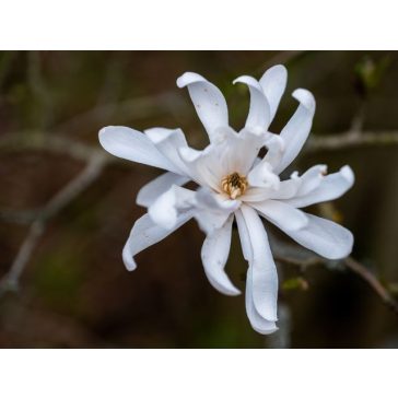 Magnolia stellata ‘Waterlily’