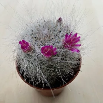   Mammillaria bocasana 'Roseiflora'  - Powder Puff Cactus