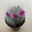 Mammillaria bocasana 'Roseiflora'  - Powder Puff Cactus