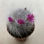 Mammillaria bocasana 'Roseiflora'  - Powder Puff Cactus