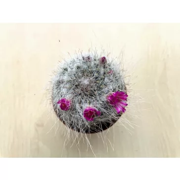   Mammillaria bocasana 'Roseiflora'  - Powder Puff Cactus