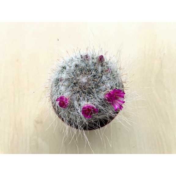 Mammillaria bocasana 'Roseiflora'  - Powder Puff Cactus