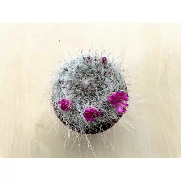 Mammillaria bocasana 'Roseiflora'  - Powder Puff Cactus