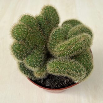 Mammillaria cristata
