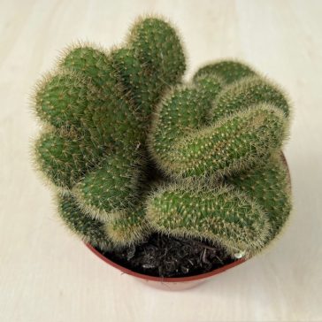 Mammillaria cristata