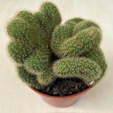Mammillaria cristata