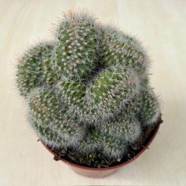 Mammillaria cristata