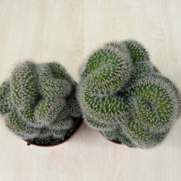 Mammillaria cristata